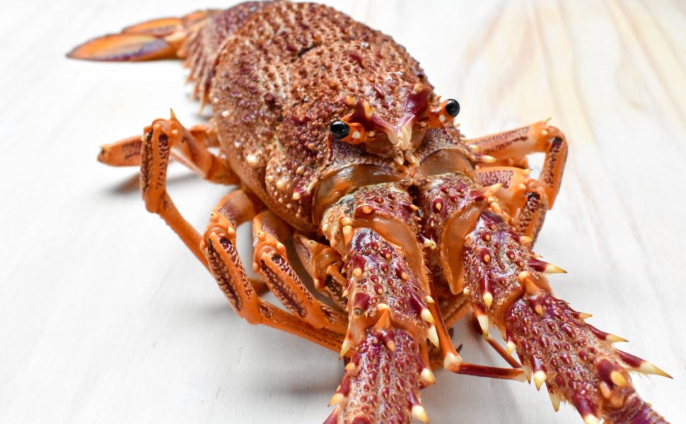 Grilled rock lobster with chilli, garlic and parsley